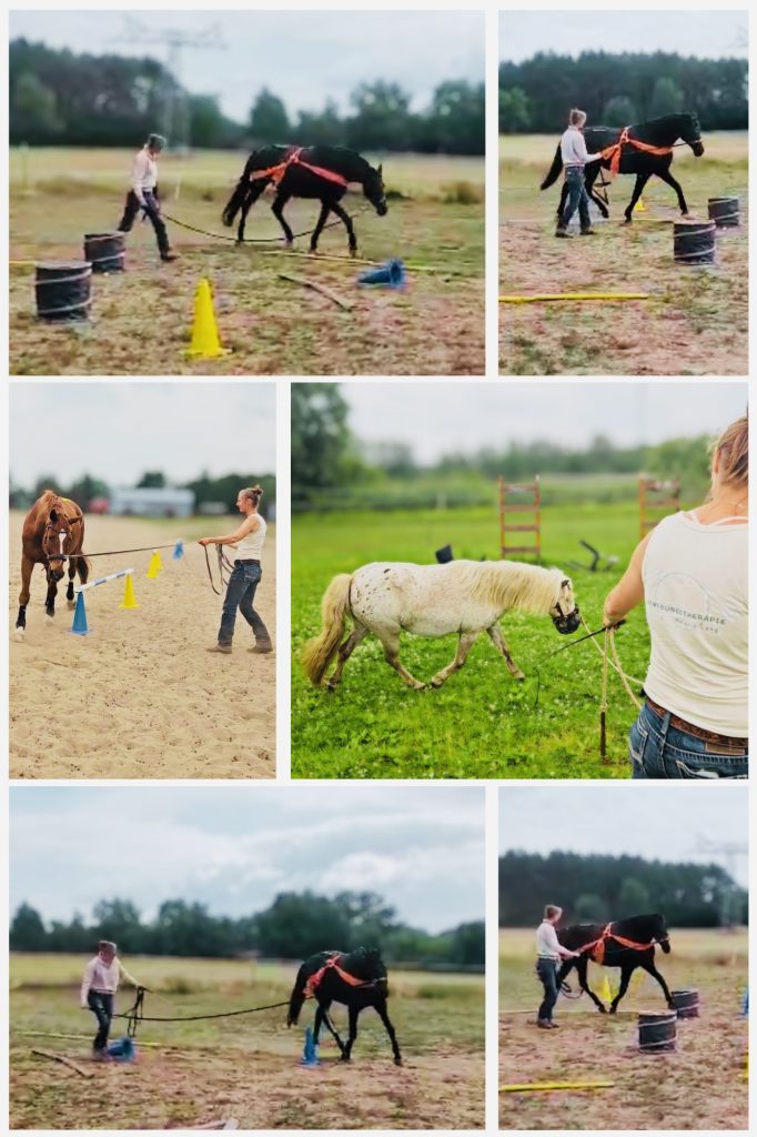 Impressionen vom Longentraining vom Shetty bis Großpferd