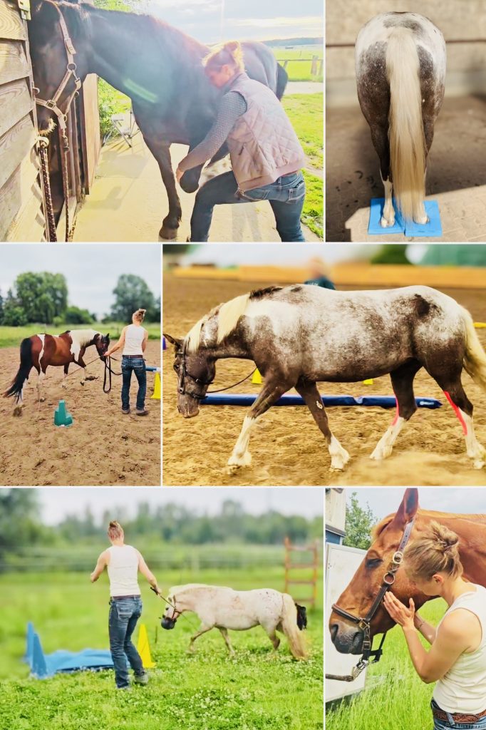 Impressionen der aktiven und passiven Bewegunstherapie unterschiedlichster Pferderassen