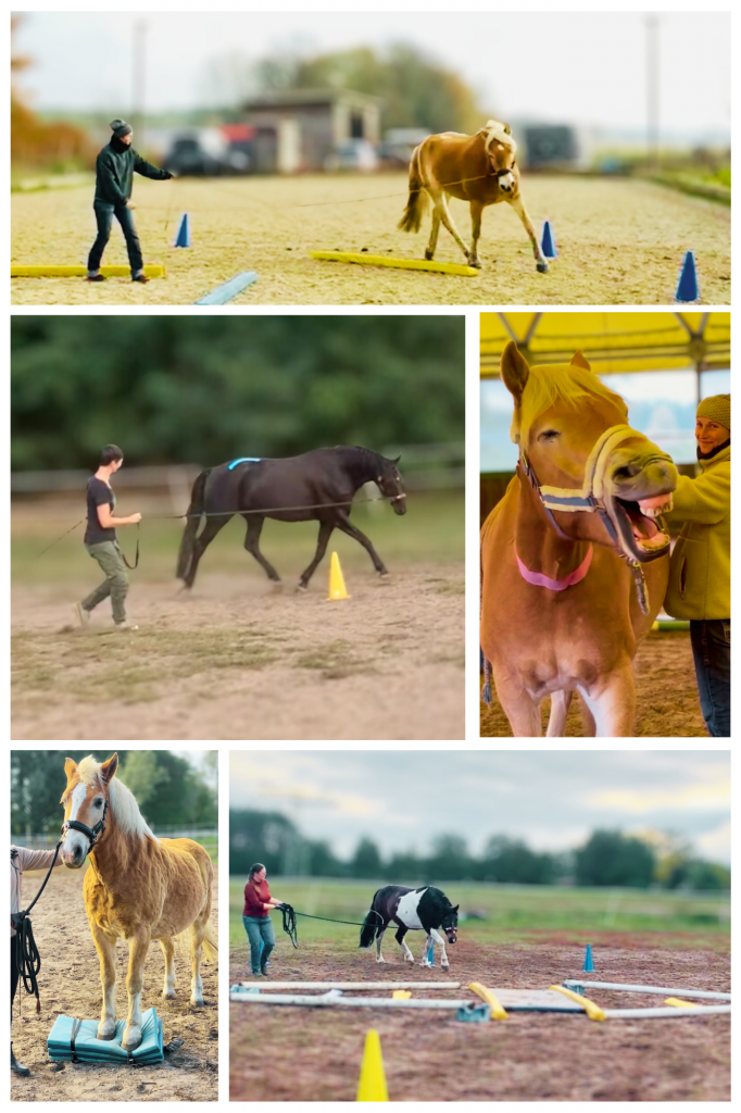 Bildcollage von Pferden im Training und beim Genießen von Behandlung