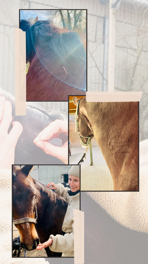 Bild von Pferden in der DryNeedling Behandlung beim Entspannen